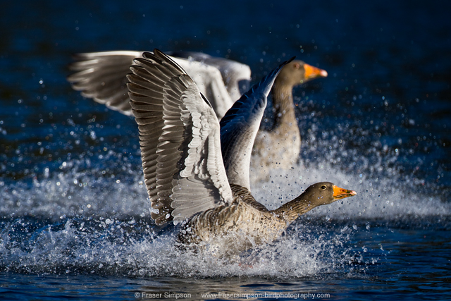 Greylag Goose © 2013 Fraser Simpson