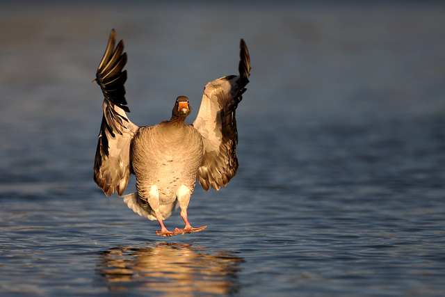Greylag Goose, Scotland