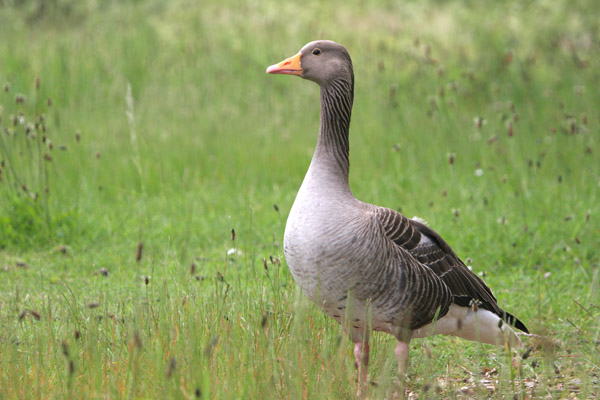 Greylag Goose © 2005 Fraser Simpson