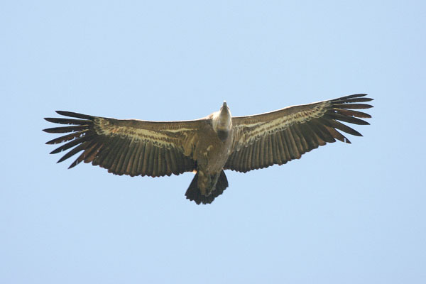 Griffon Vulture © 2005 Fraser Simpson