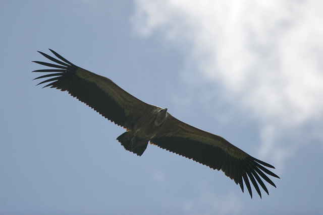 Griffon Vulture © 2008 Fraser Simpson