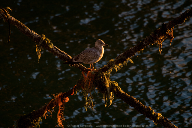 Herring Gull © 2014 Fraser Simpson