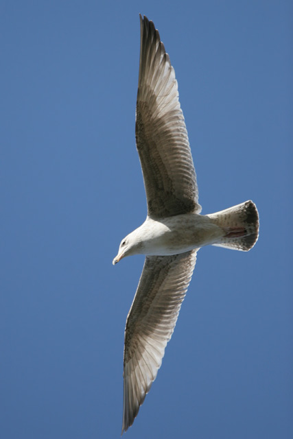 Herring Gull © 2007 Fraser Simpson