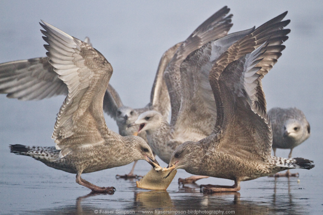 Herring Gull © 2014 Fraser Simpson