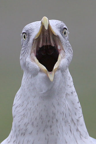 Herring Gull © 2006 Fraser Simpson