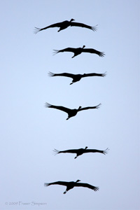 Eurasian Crane © 2010 Fraser Simpson