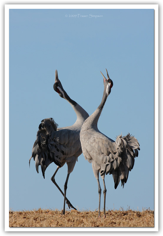 Eurasian Crane © 2009 Fraser Simpson