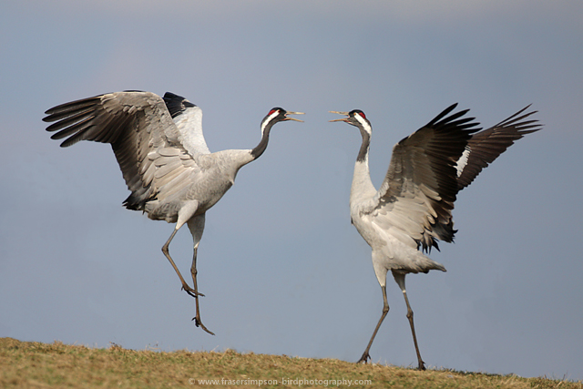 Eurasian Cranes, Sweden