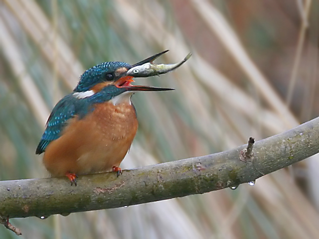Kingfisher © 2007 Fraser Simpson