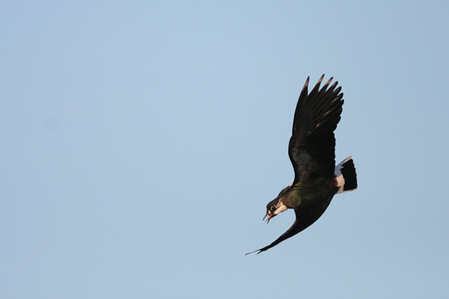Northern Lapwing © 2008 Fraser Simpson
