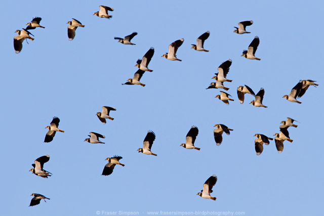Northern Lapwing © 2014 Fraser Simpson