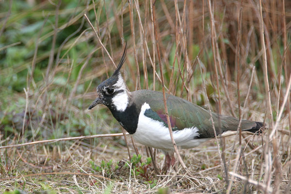 Northern Lapwing  © 2006 Fraser Simpson