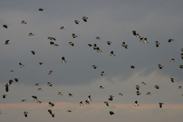 Northern Lapwing  © 2005 Fraser Simpson