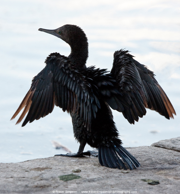 Little Black Cormorant © 2012 Fraser Simpson