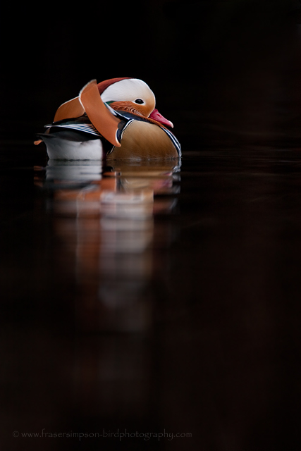 Mandarin Duck © 2009 Fraser Simpson