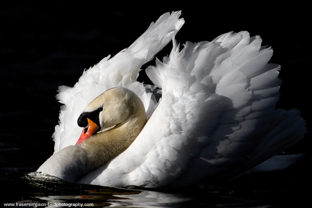 Mute Swan, England