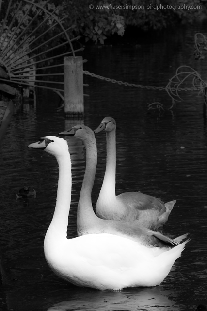 Mute Swan © 2010 Fraser Simpson