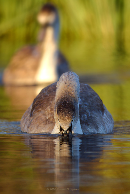 Mute Swan © 2008 Fraser Simpson