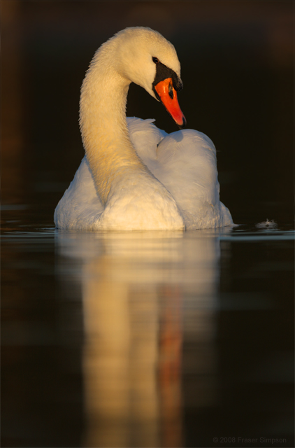 Mute Swan © 2008 Fraser Simpson