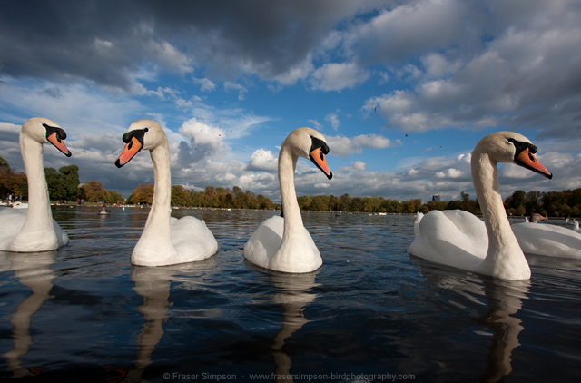 Mute Swan © 2012 Fraser Simpson
