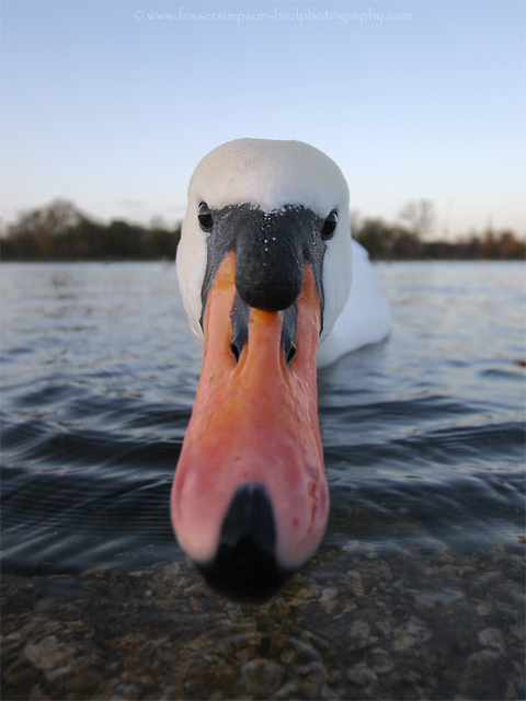 Mute Swan © 2009 Fraser Simpson