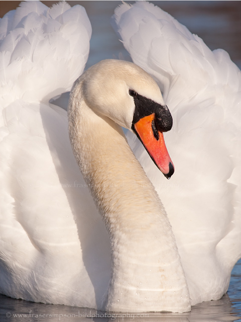 Mute Swan © 2010 Fraser Simpson