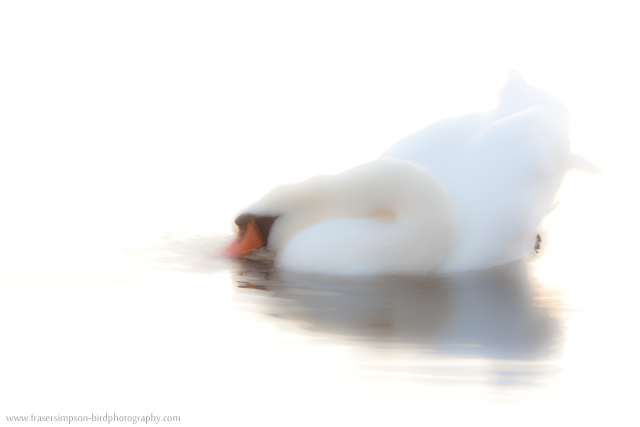 Mute Swan © 2011 Fraser Simpson
