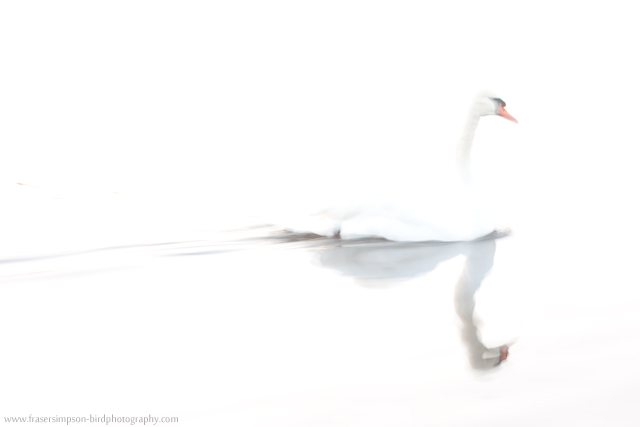 Mute Swan © 2011 Fraser Simpson