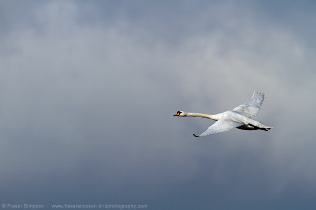 Mute Swan © 2014 Fraser Simpson