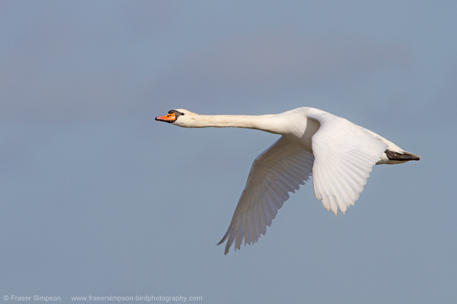Mute Swan © 2014 Fraser Simpson