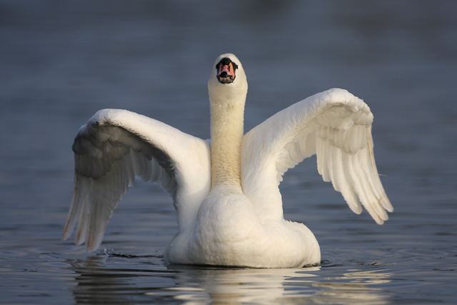 Mute Swan © 2007 Fraser Simpson