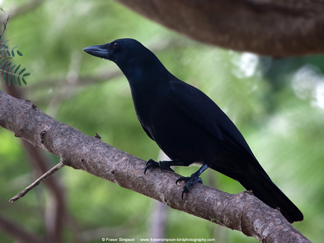 New Caledonian Crow © 2012 Fraser Simpson