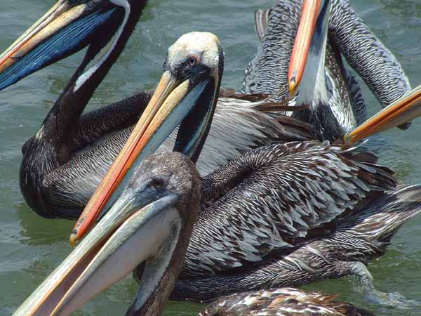 Peruvian Pelican © 2004 Fraser Simpson