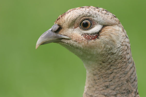 Common Pheasant © 2006 Fraser Simpson