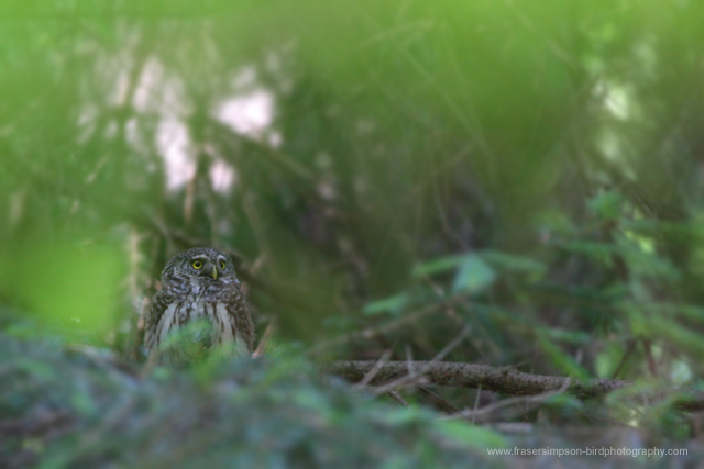 Eurasian Pygmy Owl © 2009 Fraser Simpson