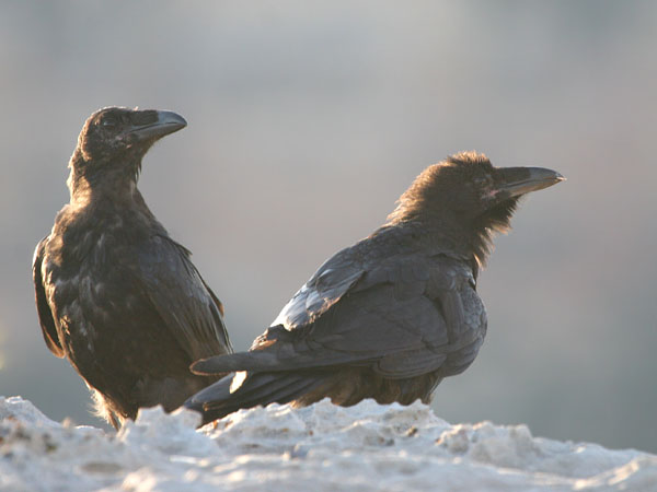 Common Raven © 2006 Fraser Simpson