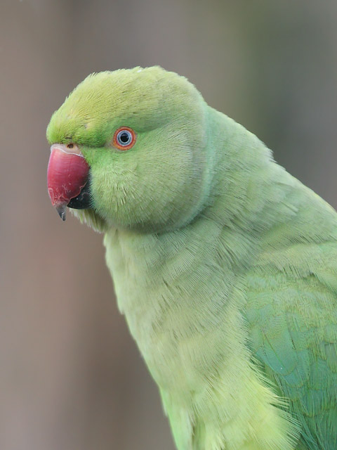 Ring-necked Parakeet  © 2007 Fraser Simpson
