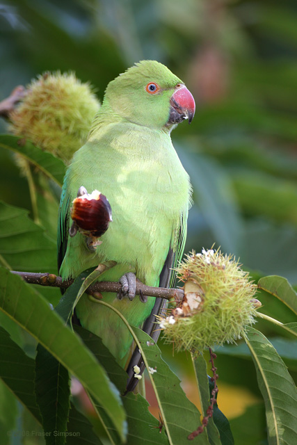 Ring-necked Parakeet  © 2008 Fraser Simpson