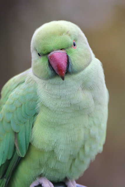 Ring-necked Parakeet  © 2007 Fraser Simpson
