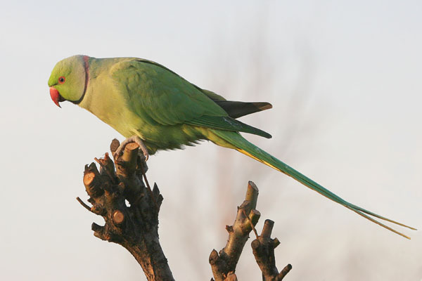 Ring-necked Parakeet  © 2005 Fraser Simpson
