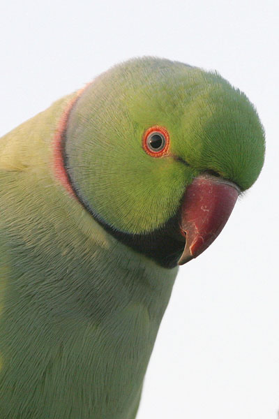 Ring-necked Parakeet  © 2005 Fraser Simpson