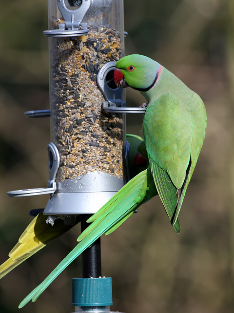 Ring-necked Parakeet © 2009 Fraser Simpson