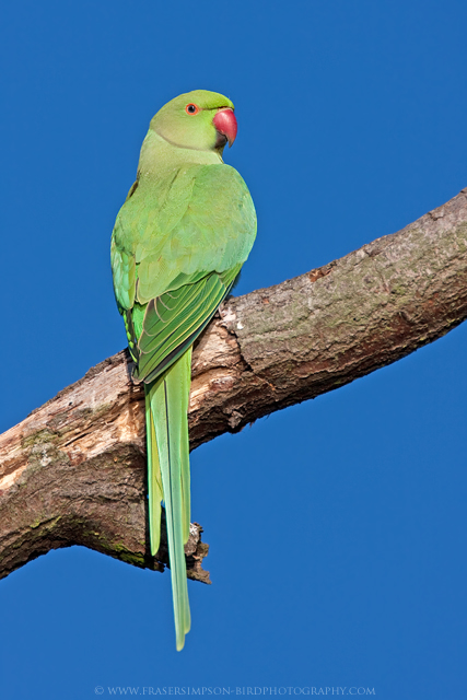 Ring-necked Parakeet  © 2010 Fraser Simpson
