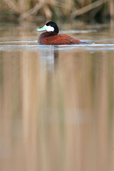 Ruddy Duck © 2006 Fraser Simpson