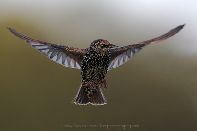 Common Starling © 2009 Fraser Simpson