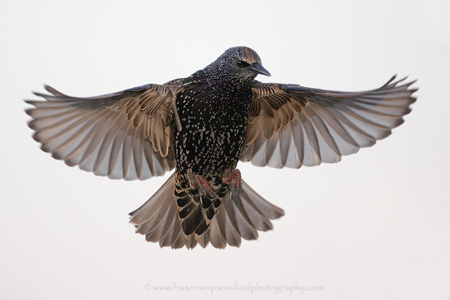 Common Starling © 2009 Fraser Simpson