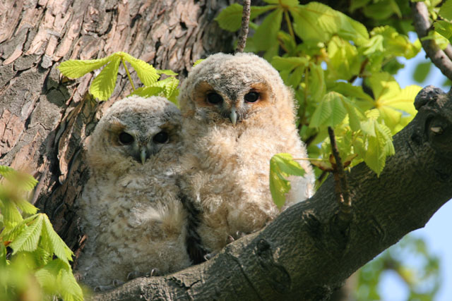 Tawny Owl chicks, England