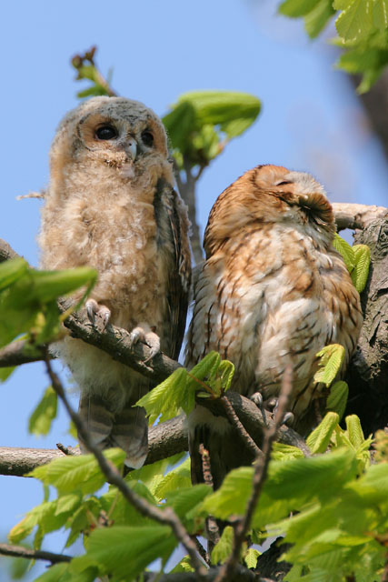 Tawny Owl © 2007 Fraser Simpson