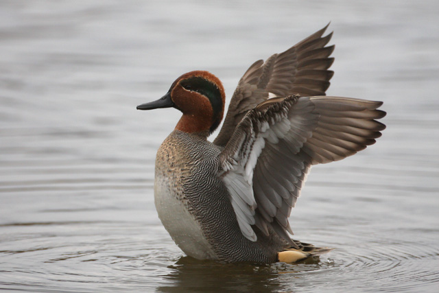 Common Teal © 2008 Fraser Simpson