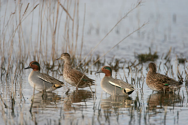 Common Teal © 2007 Fraser Simpson